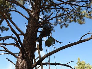 10K views · 310 reactions | Curious how (and why?) we collect pine cones on the Coconino National Forest? We work with tree-climbing professionals to get the job done! Audio: bensound.com | U.S. Forest Service - Coconino National Forest | Facebook