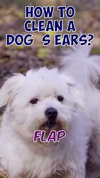 How to clean a dog’s ears?