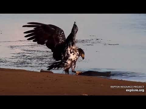 Young Eagle Catches Huge Fish (Mississippi River Flyway Cam, 6/25/20).