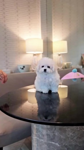 A small cotton ball! 💖A very gentle Mini bichon with a sparkling round eyes and low-shedding coat perfect for fur parents looking for hypoallergenic fur babies but with a fluffy coat.🫶 #PrettyBubbleDog #PrettyBubbleMNL #minibichon #bichon #bichonfrise #bichonsofinstagram #dogsofinstagram #puppy #pet #puppylove #Petlovers #reels | Pretty Bubble Dog