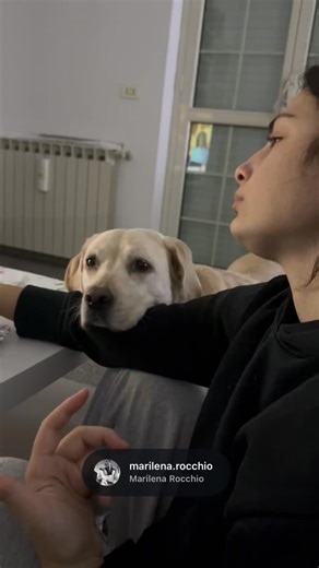 Maija🐾 on Instagram: "Canis ricactus emotivo = 👑 Maija @maija_labrador . #funnydogsofinstagramn #doglife #labradorable #labradorretriever #canidivertenti . @marilena.rocchio @chiarascurtii @sophiascurtii"