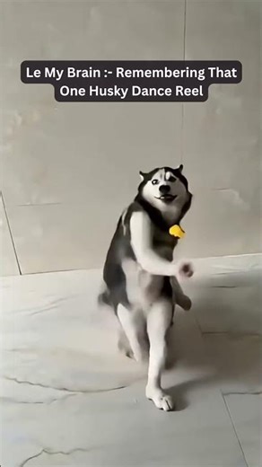 When Husky Dance Is Still Viral