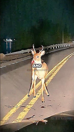 Story Of An Skinwalker That Turned Into Deer On Public Road