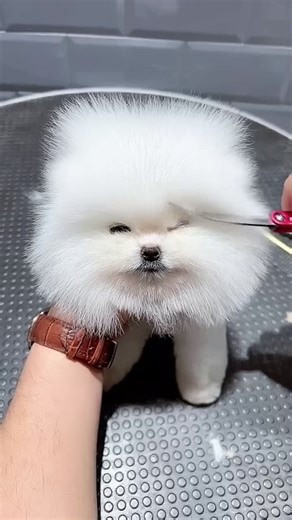 Adorable Puppy Playtime Cute Moments and Fun Tricks