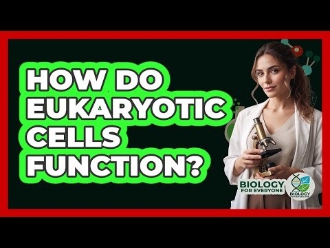How Do Eukaryotic Cells Function? - Biology For Everyone