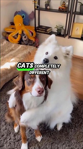 Cats vs Dogs: Who Rules Your House? #shorts#cutecats#cat