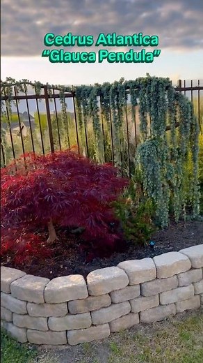 Cedrus Atlantica “Glauca Pendula” aka Weeping Blue Atlas Cedar