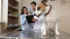 Descargar perro saltos abajo desde el veterinario mesa gratis