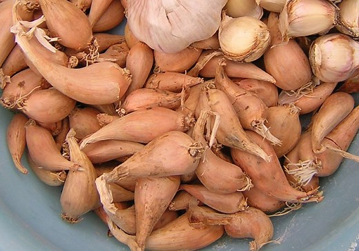 Quand et comment planter l'échalote grise ?