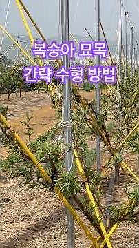 복숭아나무 수형 잡는 방법🌳 초보도 쉽게 따라하는 가지 정리 꿀팁