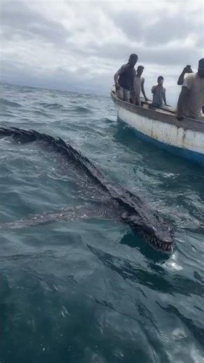 Fishermen Record Unknown Sea Creature Near Coast of Thailand