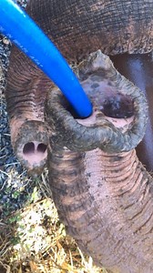 Volume on!!! Elephant trunks are incredible. They can grab a single blade of grass, or pluck a single berry off a bush, yet it’s strong enough to lift a tree casually. Their trunks don’t have any bones – muscularly, they’re similar to a human tongue. The part of their trunks that looks like a finger is actually called a finger. African elephants have two fingers, but Asian elephants only have one. Their trunks have two separate nostrils, as you can see in this video. As trunks are also noses, th