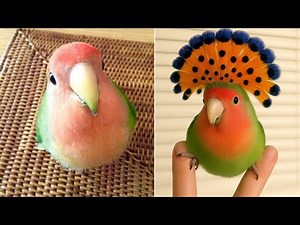 Smart And Funny Parrots Parrot Talking Videos Compilation (2025) - Cute Birds #41