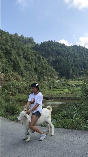 Goat riding fun