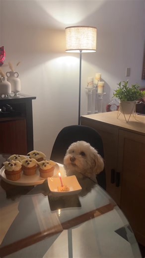 Today is my dog’s birthday,let’s celebrate together 🎂 🎉#dogsoftiktok #dog #funny #birthday #happy #cute #love