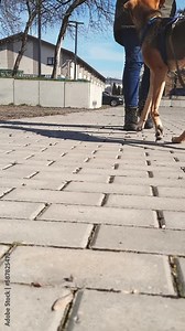 Young dog follows commands of girl sunny spring day. Mixed breed dog follows commands - sits down, turns, raises its front paws. Teaching pet tricks on street. Walking dog in city. Vertical video