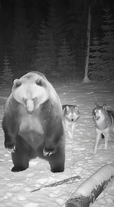 Bear Fights Off Pack of Wolves in Wild Backyard CCTV Footage Kalispell, Montana — November 3, 2024 A quiet night in a rural Montana neighborhood erupted into a shocking wildlife showdown when a large black bear was caught on backyard CCTV fighting off a pack of wolves just feet from a family’s porch. According to the homeowner, motion alerts pinged his phone shortly after 2 a.m. When he opened the camera feed, he was stunned to see a lone bear roaming near his fire pit — unaware that three wolve