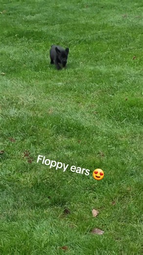 🐾 🖤 Flop, flop, flopping! Gotta love it! 🐾 🖤 😍 #doglover #puppylife #pnw #puppy #dog #elkcreekgundogs #sendripp | Elk Creek Gun Dogs