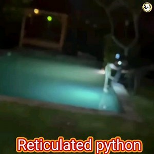 Rescued a Reticulated python was done by @sam_biosis and...