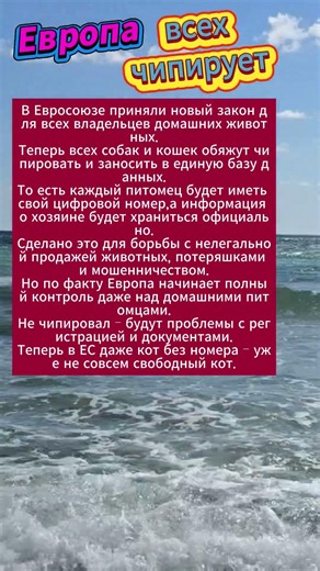 В Европе всех чипируют #животные #домашниеживотные #чипирование #кошки #cобаки #море #shorts