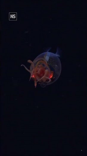 First ever confirmed footage of a colossal squid in the deep ocean 🦑