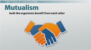 Coevolution | Definition, Types & Examples - Video | Study.com