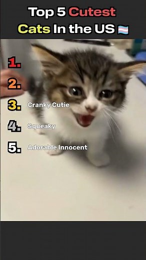 Top 5 Cutest Cats in the US