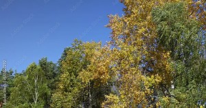 Colorful birch foliage in autumn sunny weather, windy weather in a birch grove during leaf fall