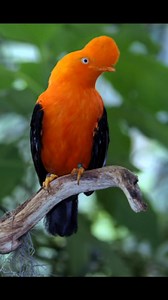 Les 10 oiseaux exotiques les plus étonnants d'Amazonie! La forêt amazonienne est un véritable paradis pour les oiseaux. On y trouve une incroyable diversité d'espèces, des plus petites aux plus grandes, des plus discrètes aux plus colorées.** nous vous présentons les 10 oiseaux exotiques les plus étonnants d'Amazonie.** 1 L'Ara hyacinthe** est un perroquet bleu vif qui est considéré comme l'un des oiseaux les plus beaux du monde. Il est malheureusement en danger d'extinction en raison du commerc