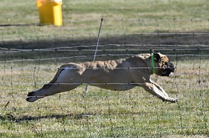 AKC Fast CAT Test Information Page