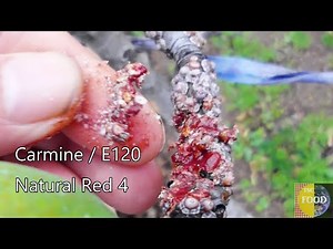 E120 RED FOOD DYE IS BLOOD FROM BUGS - COCHINEAL