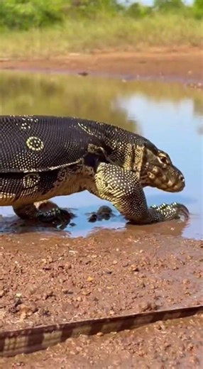 wildlife moment recorded with a handheld camera near a muddy riverbank under bright #wildanimals