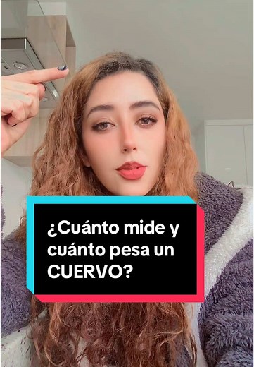 ¿Cuánto mide y pesa un cuervo Corvus Corax?
