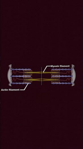 Muscle contraction | actin and myosin