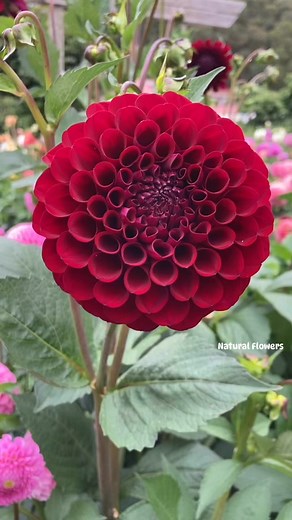 Beautiful dahlias in the garden | Natural flowers