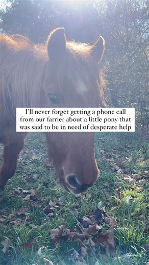 14K views · 4K reactions | Starfire ⭐️ I’ve been missing this little...