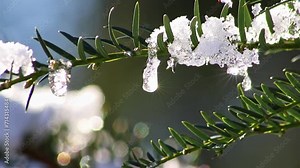 Icicles and melting ice hanging on fir tree in December and January wintertime as frozen water is melting in sunshine in macro view with sparkling sunrays in frozen forest snowy season with cold ice