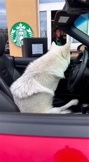 Wolf Orders Starbucks Like A Boss #AnimalGenius #CoolWolf