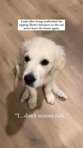 39K views · 993 reactions | the froggy sit, the puppy eyes, the everything. it’s impossible to be angry with him 梁 | Louie the Cream | Facebook