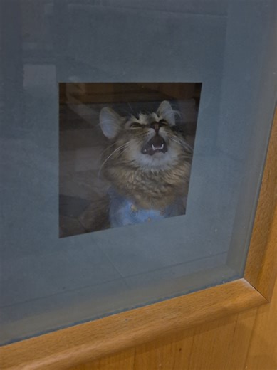 Let Me Cook! A Fun Look at Cat Life