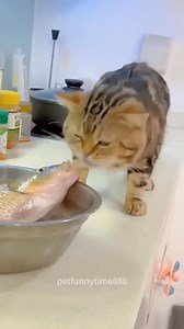 Cats love fish.🤣🤣 | Pet funny time