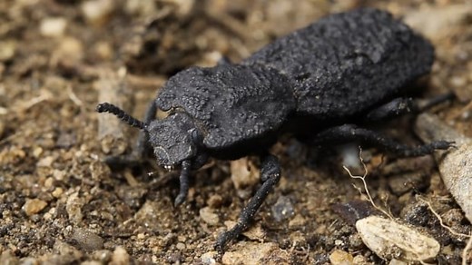 The diabolical ironclad beetle's super-tough shell can even resist being run over by a car