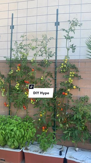 Garden Zaddy on TikTok