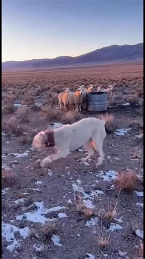 Good dog projecting the sheeps | Myna de Sora