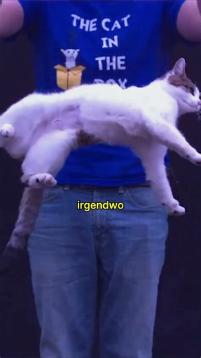 Warum Katzen die Physik brechen können 🐱🚀