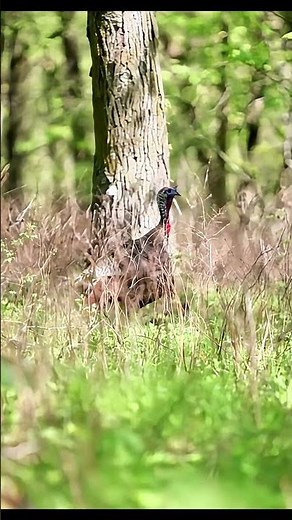 Zero Movement… Perfect Headshot 🦃💥 #turkeyhunting #archery #gobblerhunting #bowhunting