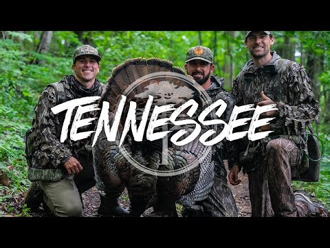 Turkey Hunting- THIS is what Happens When You QUIT Calling (Tennessee)