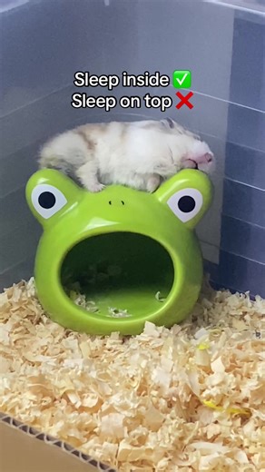 Cute Hamster Sleeping in Unusual Spots