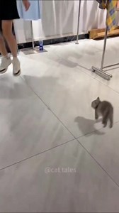 Nothing but silly cats 🤣 | Creature Trending
