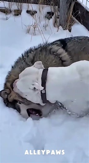 Would your dog fight a wolf to save its puppy? 😳 #dogoargentino #wolf #rescue #animals #shorts